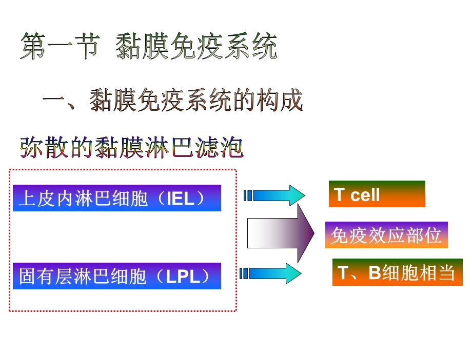 消化道黏膜免疫.ppt_第3页