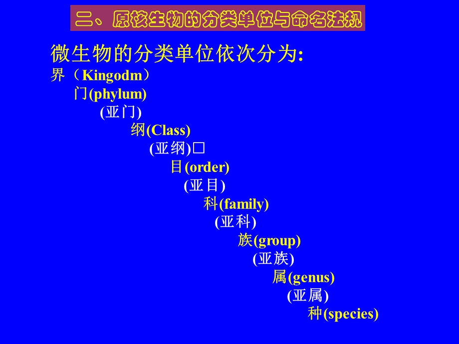 微生物的分类鉴定.ppt_第3页