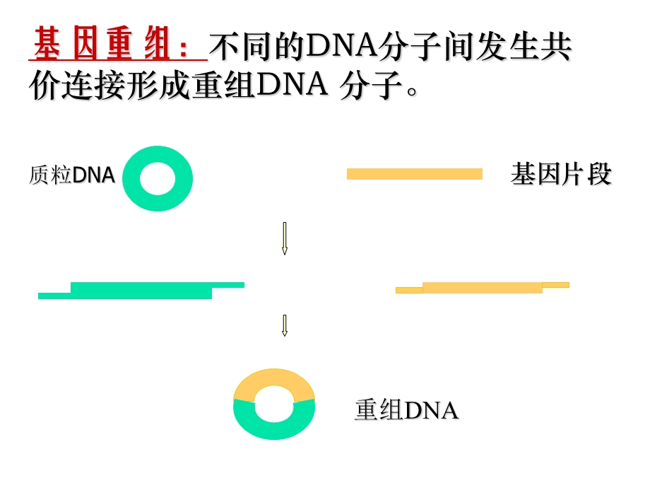 医学课件基因工程及其医学应用.ppt_第3页