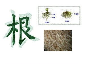 植物根系的生理活性.ppt