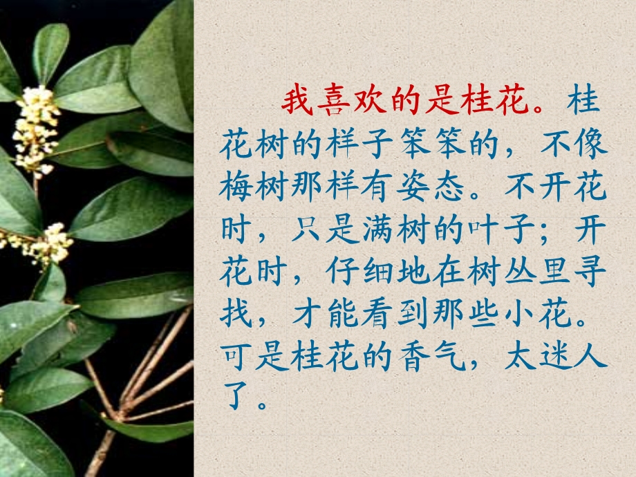 桂花雨课件新[1].ppt_第3页