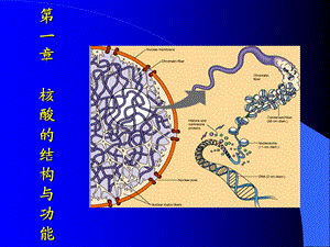 生物化学第一章核酸的结构与功能.ppt