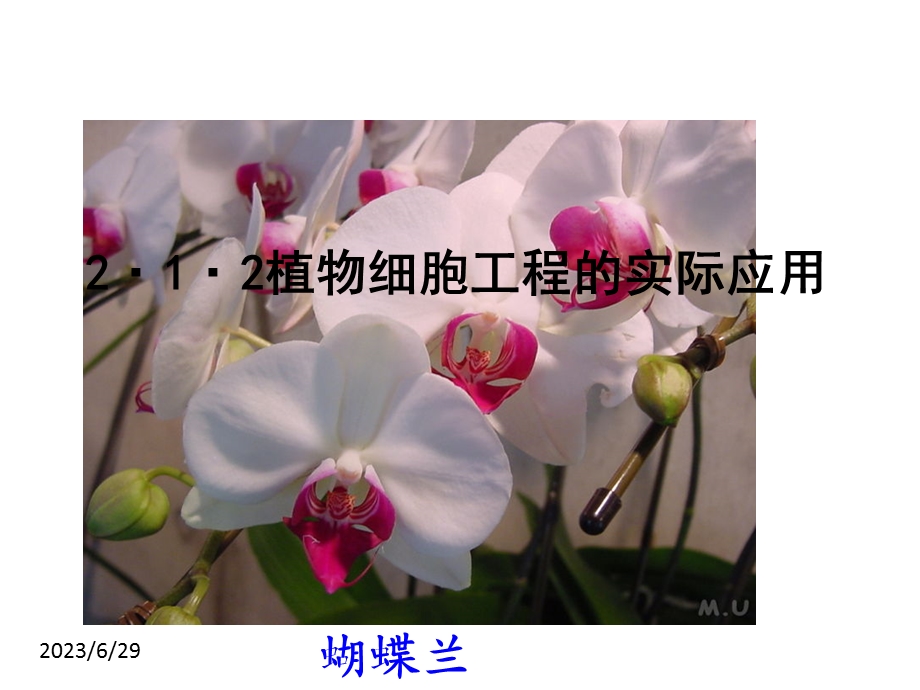 植物细胞工程的实际应用(上课用).ppt_第3页