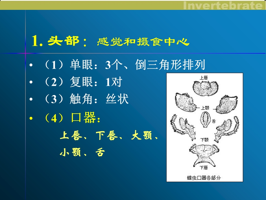 实验：蝗虫的解剖.ppt_第3页