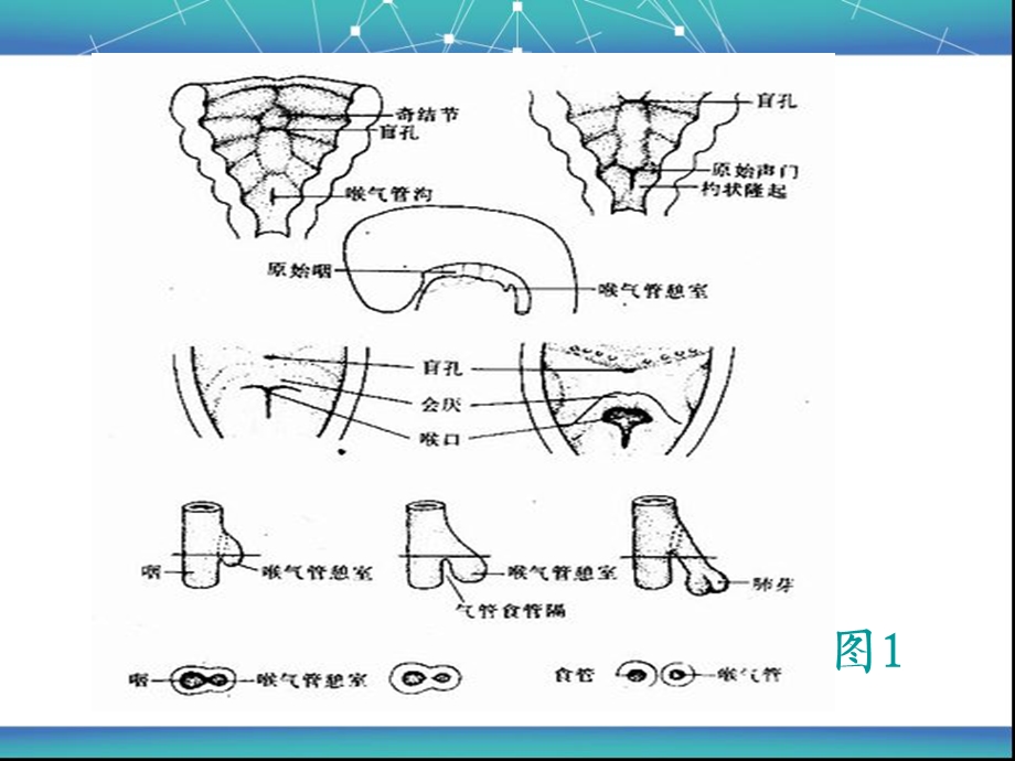 胎儿肺部发育特点.ppt_第3页