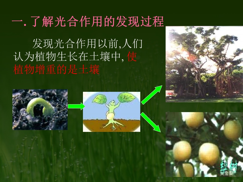 绿色植物光合作用1.ppt_第2页