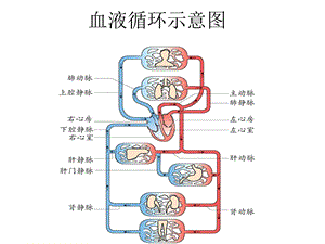 血液循环示意图.ppt