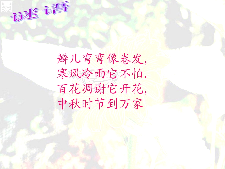 菊花儿童画刮画.ppt_第1页