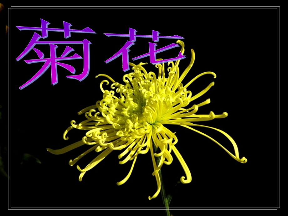 菊花儿童画刮画.ppt_第2页