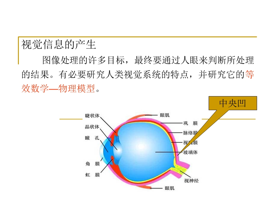 视觉与电视原理.ppt_第3页