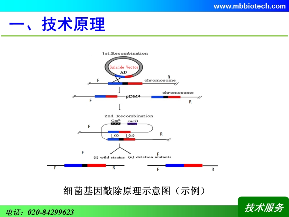 细菌基因敲除技术资料.ppt_第2页