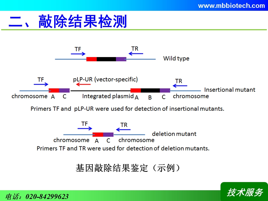 细菌基因敲除技术资料.ppt_第3页