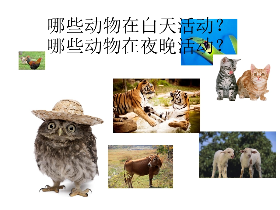 常见昆虫图片名称.ppt_第2页