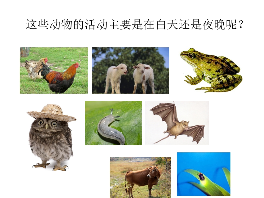 常见昆虫图片名称.ppt_第3页