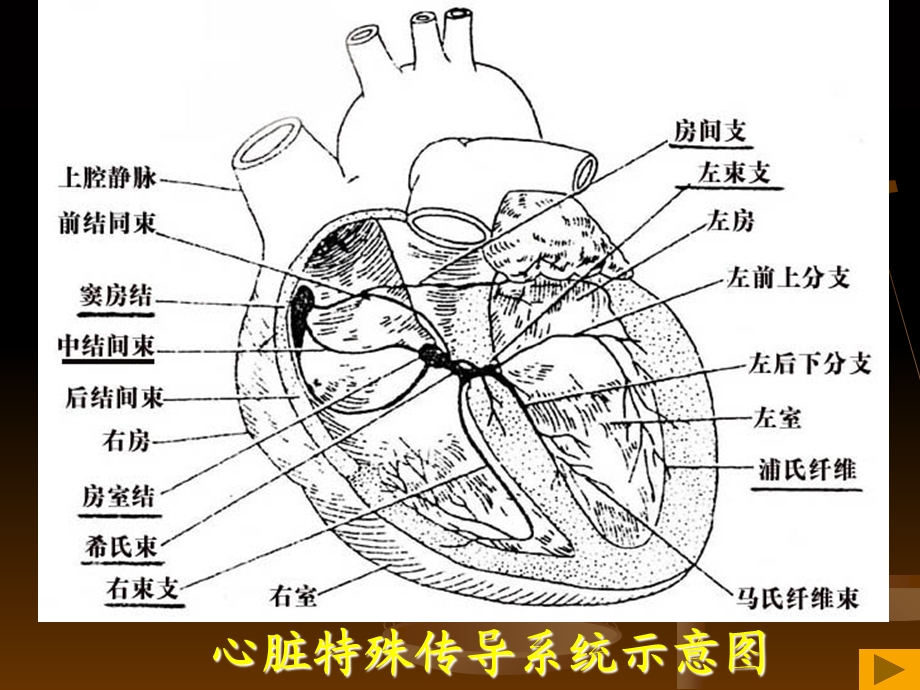 异常心电图的识别.ppt_第2页