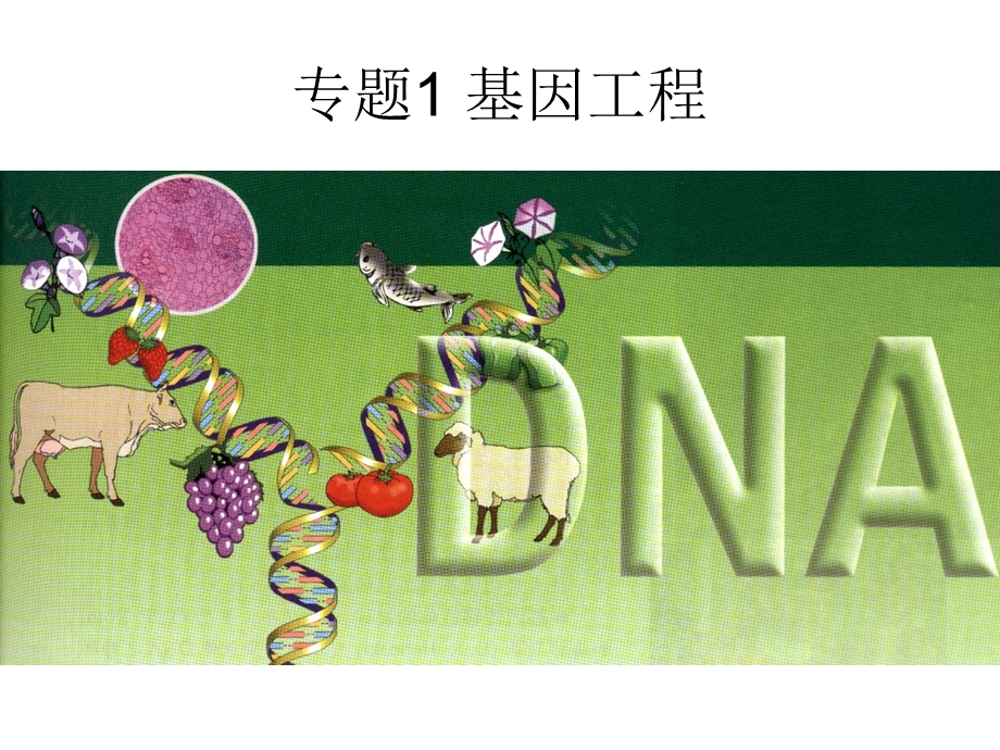 浙科版生物选修3基因工程课件.ppt_第3页