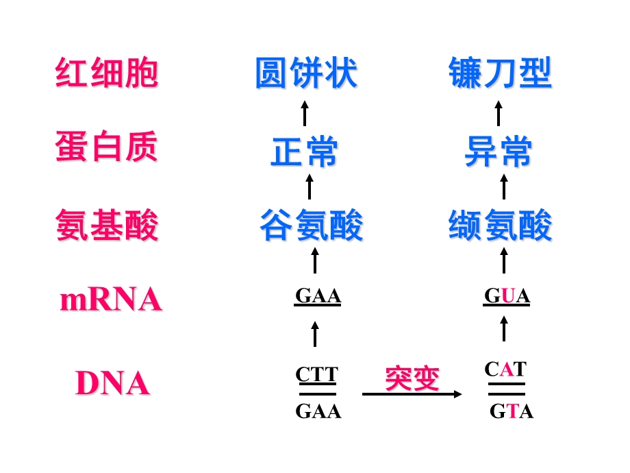 突变与重组复习.ppt_第3页