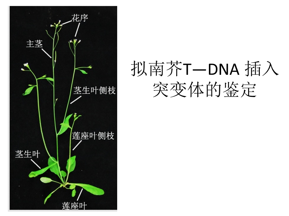 拟南芥TDNA插入突变.ppt_第1页