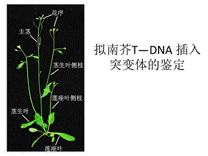 拟南芥TDNA插入突变.ppt