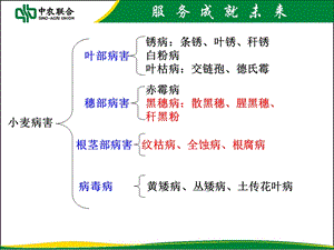 小麦主要病虫害.ppt