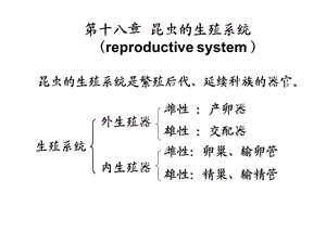 昆虫的生殖系统.ppt