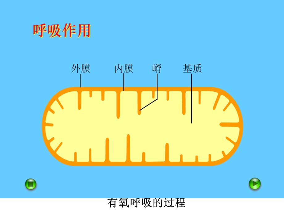 有氧呼吸过程演示集锦.ppt_第1页