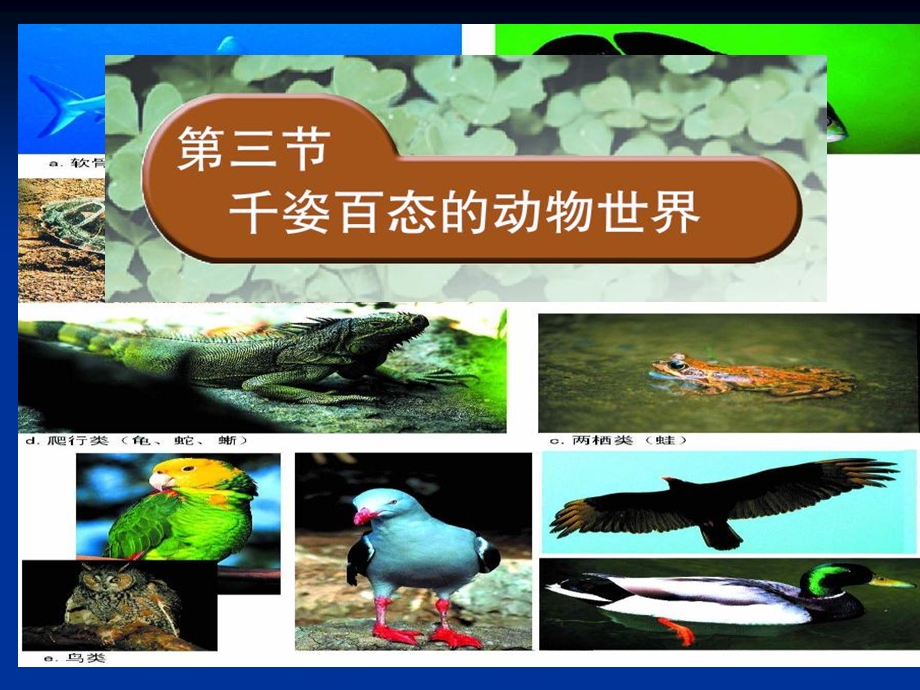 生物千姿百态的动物世界.ppt_第1页