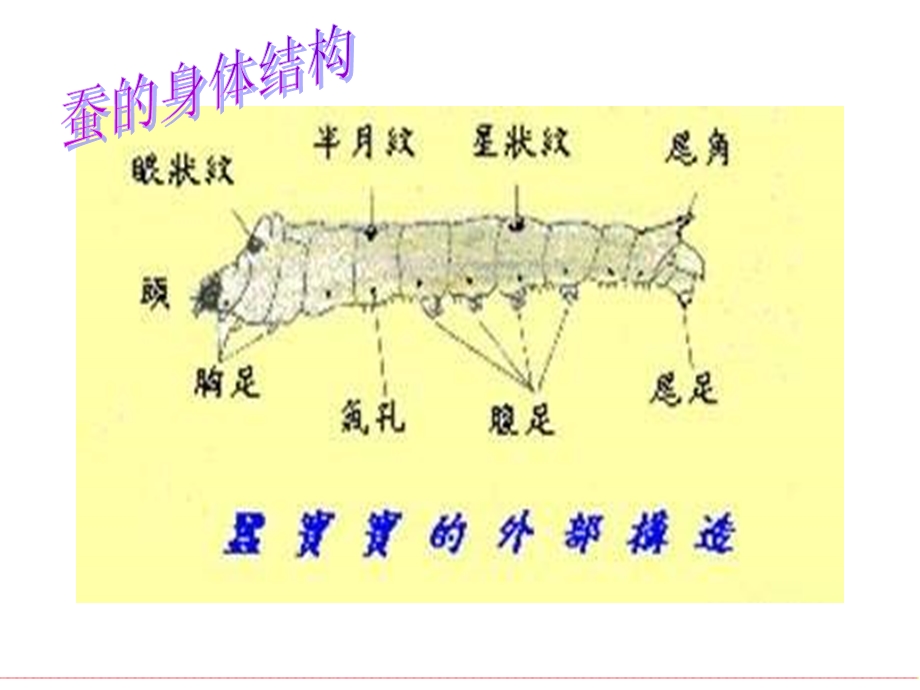 (苏教版)四年级科学下册课件-养蚕经验交流会.ppt_第3页