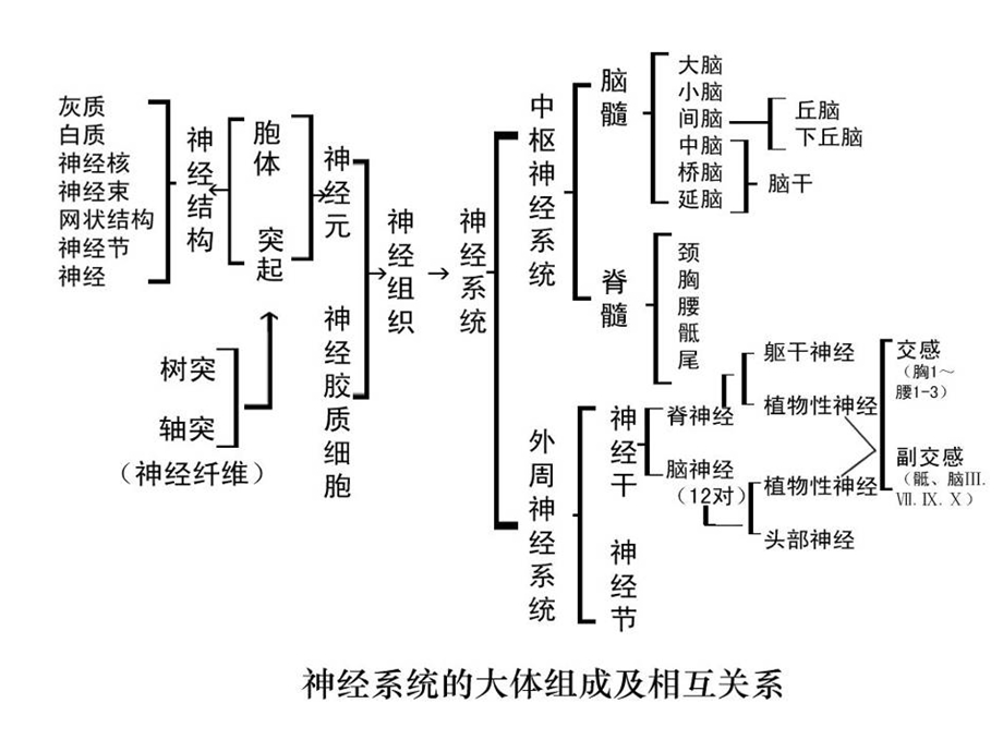 实验神经系统的结构和功能.ppt_第3页