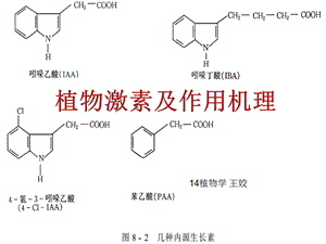 植物激素及其作用机理.ppt