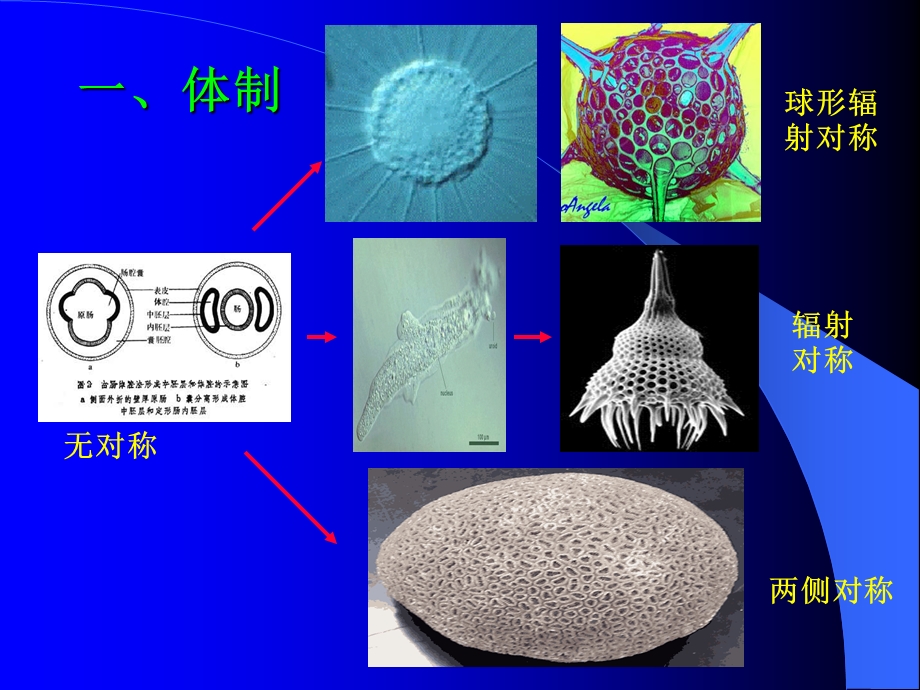 无脊椎动物演化.ppt_第2页