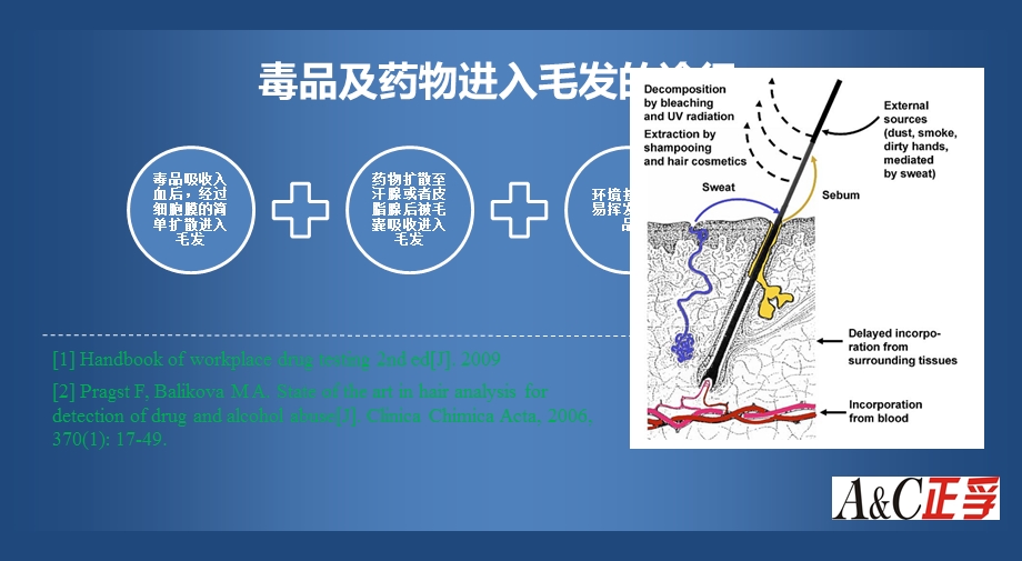 毛发毒品分析论证.ppt_第3页