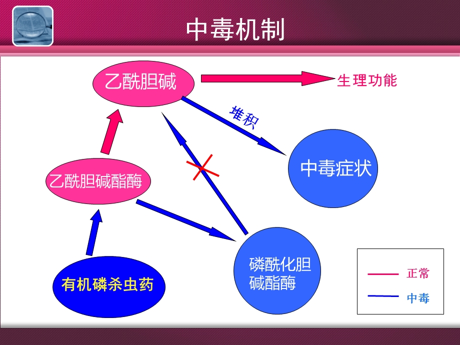 有机磷农药中毒症状与治疗.ppt_第2页