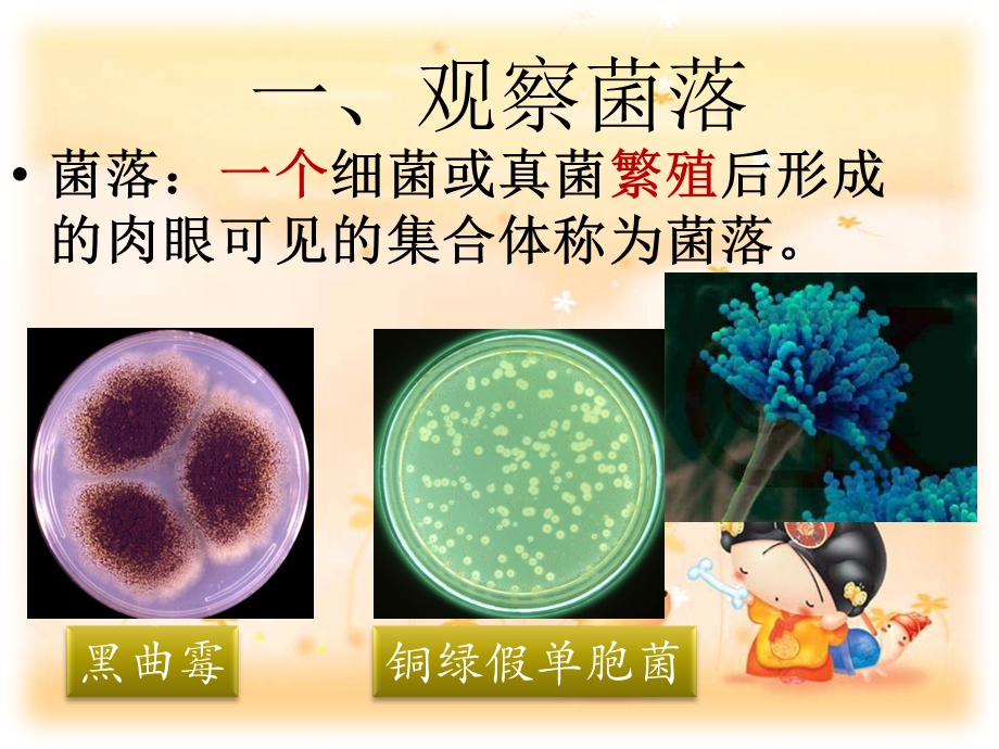 真菌和细菌的分布.ppt_第3页