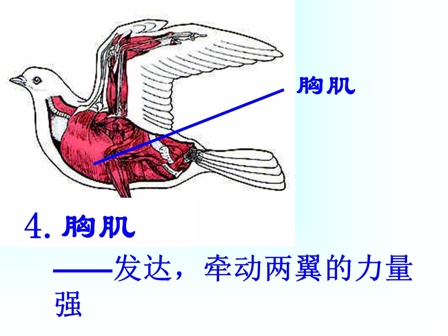 流线形减少阻力.ppt_第3页