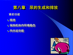 尿的生成和排放.ppt