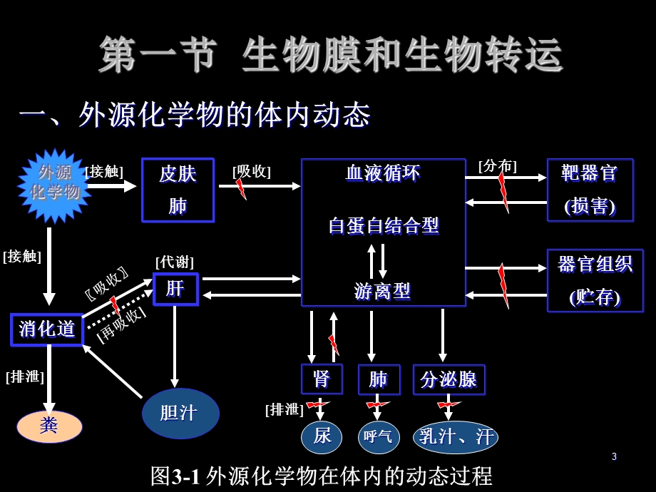 外源化学物的生物转化.ppt_第3页