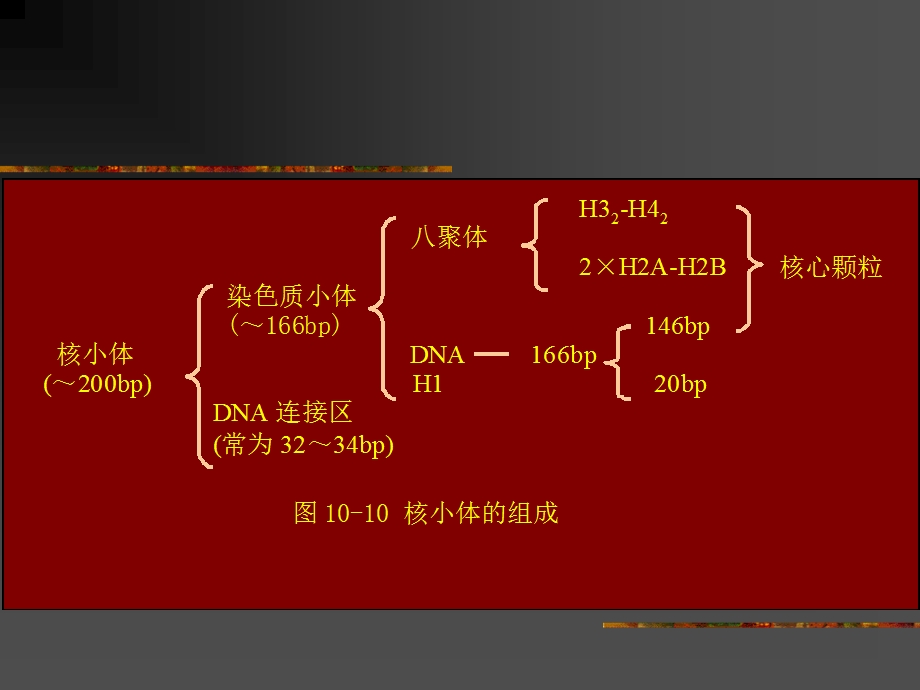 染色体的高级结构.ppt_第2页