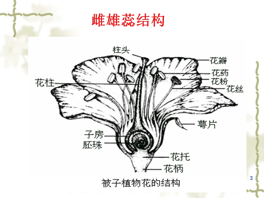 植物的繁殖方式及品种类型.ppt_第3页