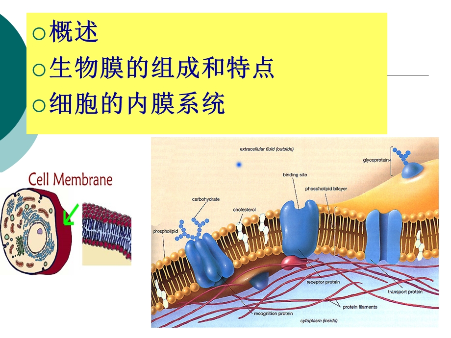 生物膜与细胞间信息传递(一).ppt_第2页