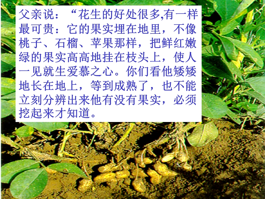 落花生课件吕红艳.ppt_第2页