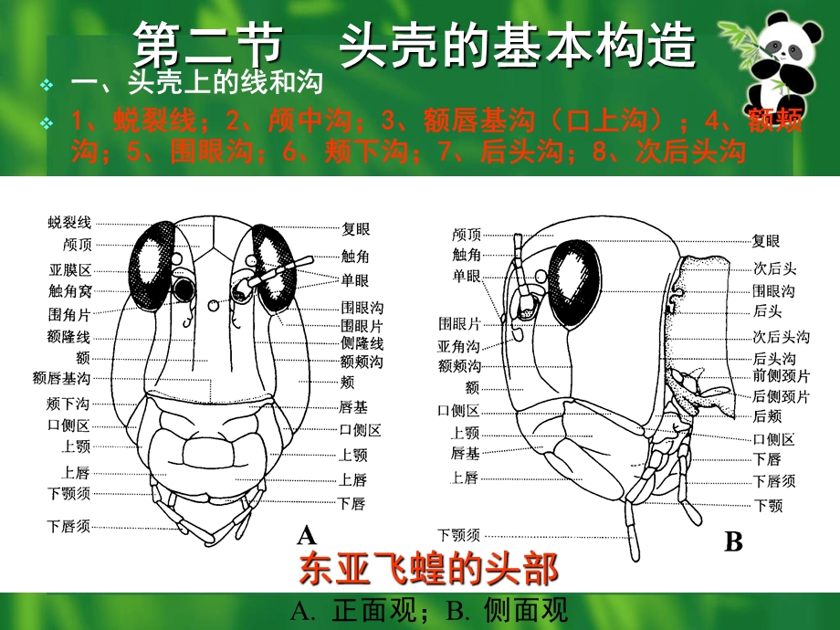 昆虫的外部形态头部.ppt_第3页