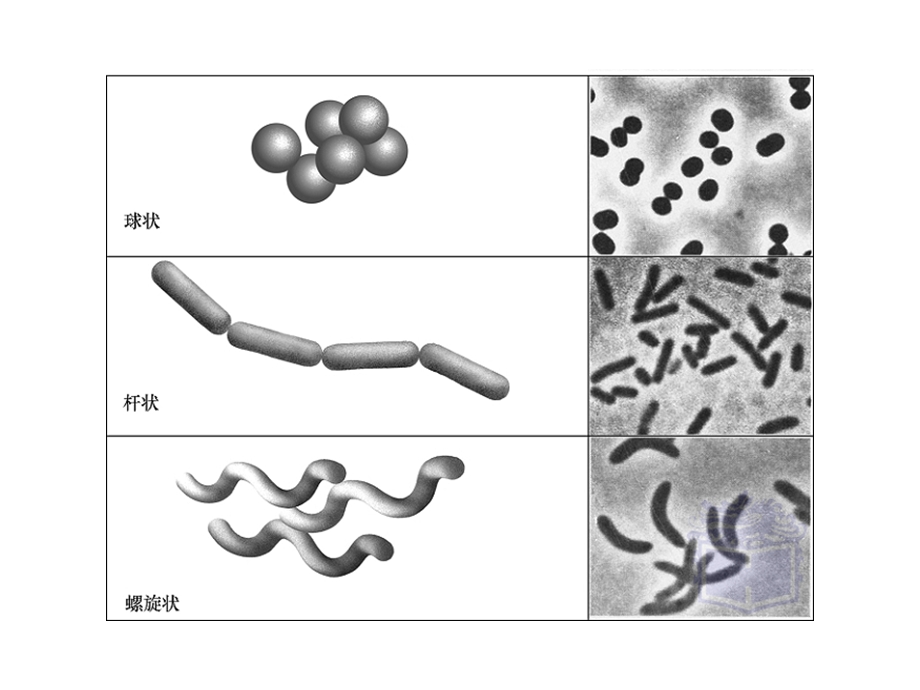 四大类微生物总结.ppt_第2页