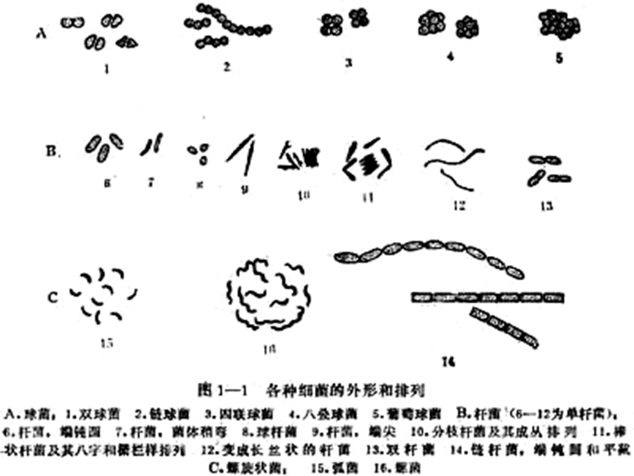 四大类微生物总结.ppt_第3页