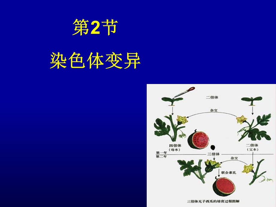 染色体变异正式版.ppt_第1页