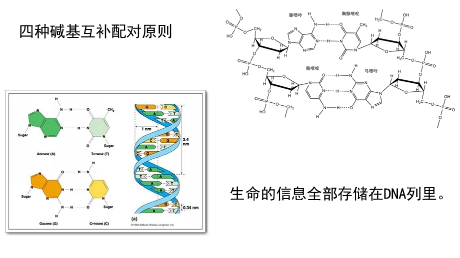 基因工程制药(多图版).ppt_第3页