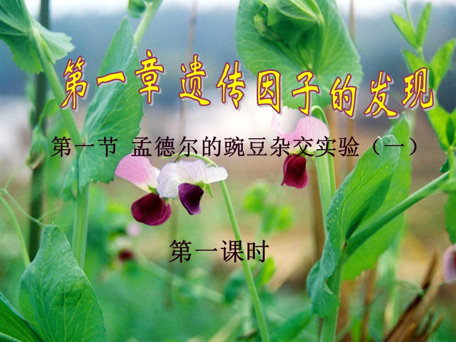 第一章第一节孟豌豆杂交实验(一).ppt_第1页