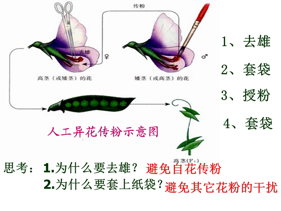 第一章第一节孟豌豆杂交实验(一).ppt_第3页