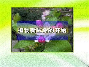 种植我们的植物.ppt