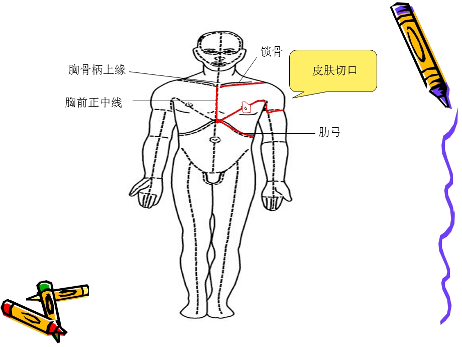 局解胸前区浅层解剖.ppt_第2页